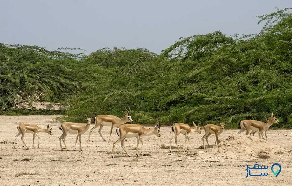 گشت دور جزیره در کیش